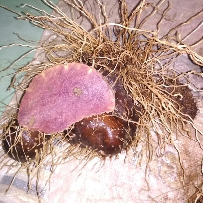 UMBI GADUNG WULUNG GADUNG UNGU HARGA SATUAN