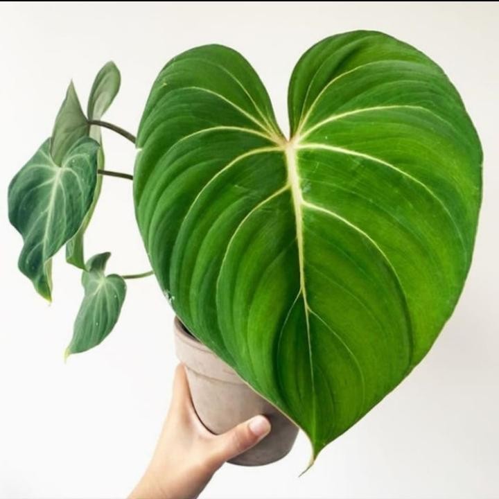 tanaman hias philodendron gloriosum - bibit philodendron gloriosum