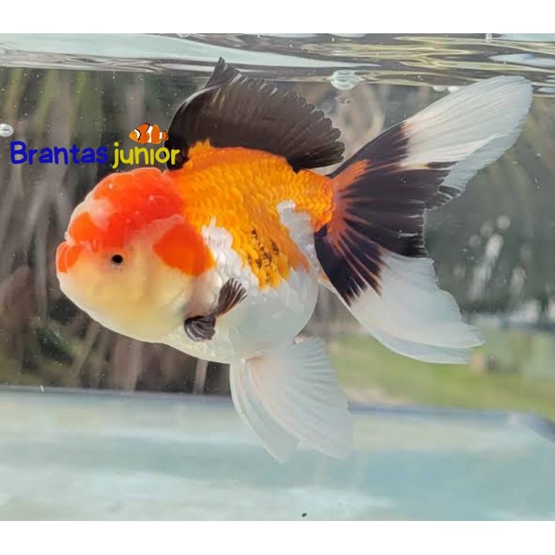 Hiasan aquarium oranda threecolor tricolor 7-9 gen bagongan mberot