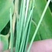

Inti daun bambu 25 pcs pnawar racun di lambung