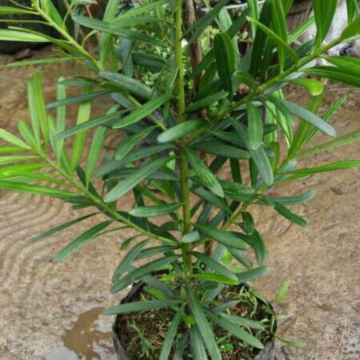 bibit lohansung cincuan