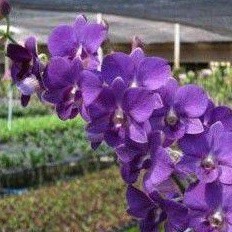 Bunga Anggrek Dendrobium Blue Ice (+Pot Tanah Liat & Media) Anggrek Import dendro