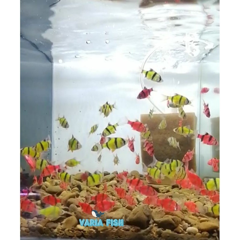 Bigsale sumatra tiger glofish ISI 10 Kebutuhan aquarium akuarium