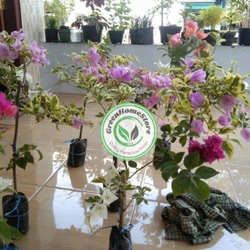 Bougenville 3 warna varigata