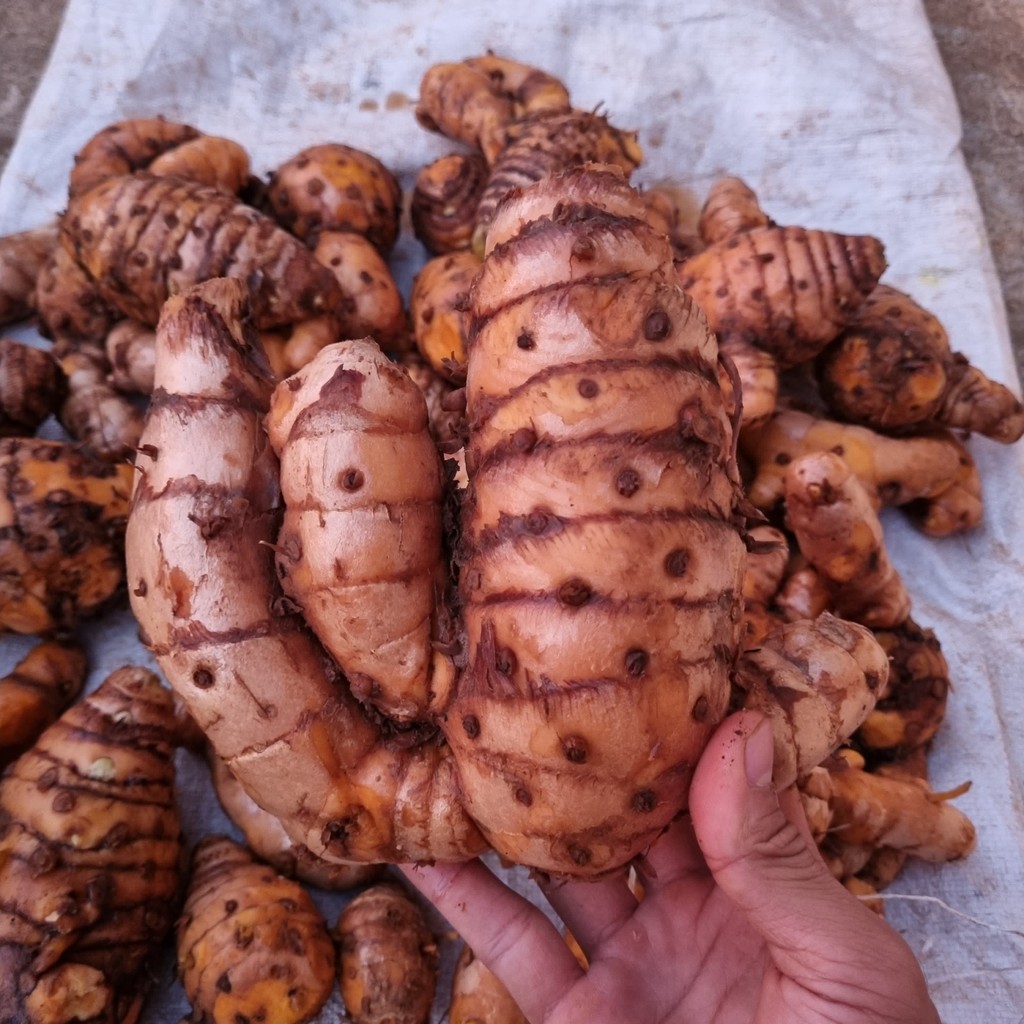 

Temulawak /Koneng Gede Fresh 1 kg untuk Obat Lambung Jamu Herbal Obat Magh Sakit Lambung