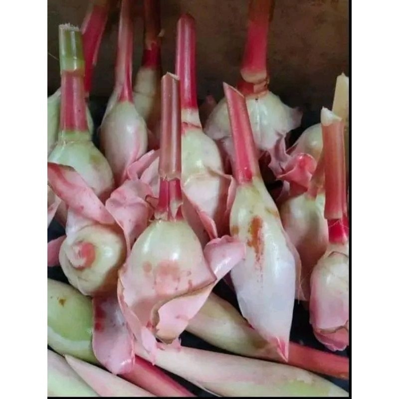 

bunga kucup kecombrang segar