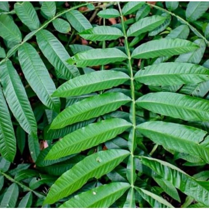 

promo daun sungkai segar herbal (1kg) Herbal COD