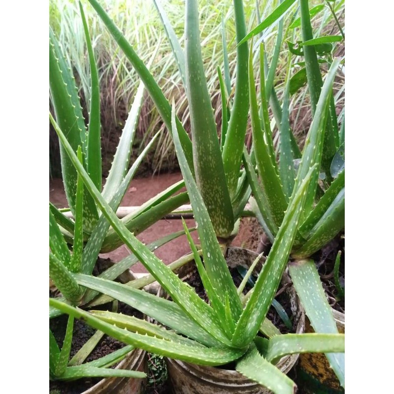 

Bibit Lidah buaya Herbal COD