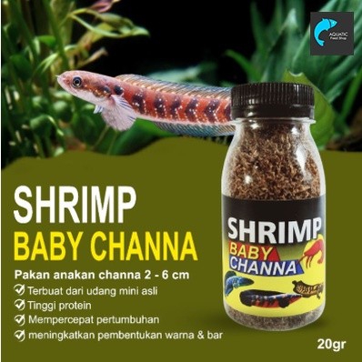 Pakan Burayak Channa udang mini pakan untuk anakan Channa shrimp baby channa
