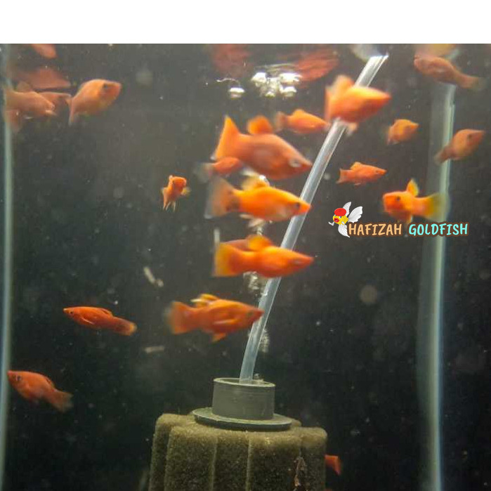 Ikan Hias Molly Orange Ikan Molly PAKET ISI 10