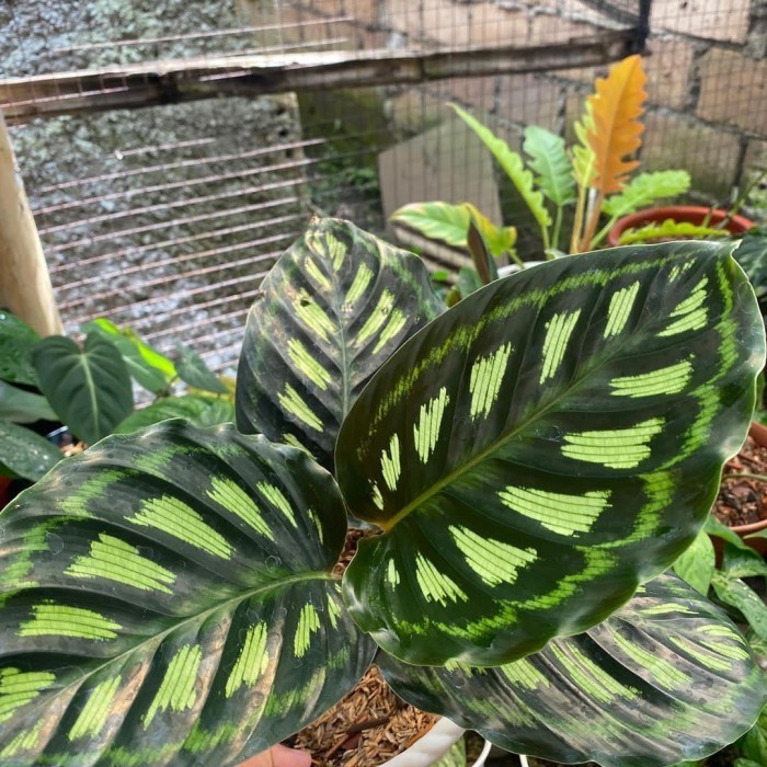 tanaman hias calathea libbyana/chalatea libyana