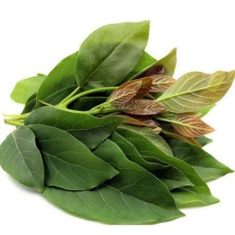 

Daun alpukat segar 100 lembar, untuk obat herbal Herbal COD