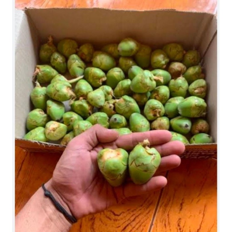 

SGN12 - Bululuk Tembuluk Kelapa Muda 10 Buah Segar Obat Herbal Tradisional Diabetes Termurah