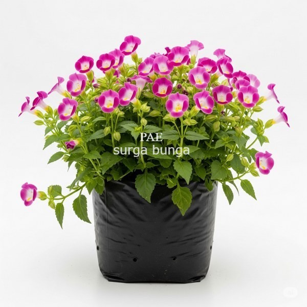 TORENIA BUNGA PINK PUTIH KONDISI BERBUNGA BUNGA MATA KUCING