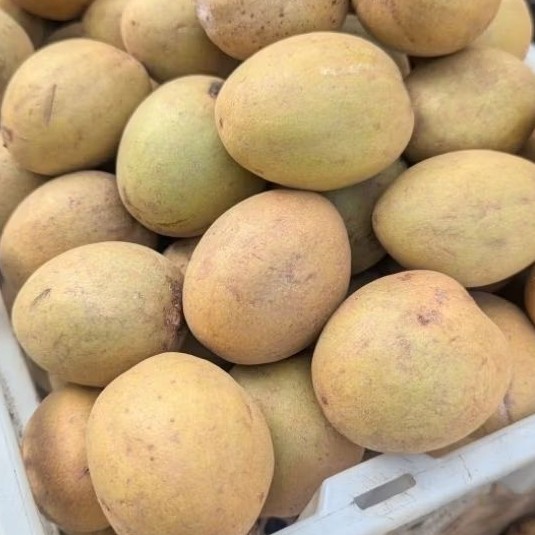 

[HEMAT 2KG] Sawo Madu Super Premium - Manis Legit, Langsung Petik! khualitas import