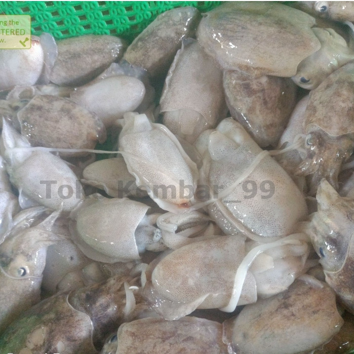 

Balakutak Hitam Segar Balakutak Segar Utuh Cumi Sotong Segar Cuttle Fish