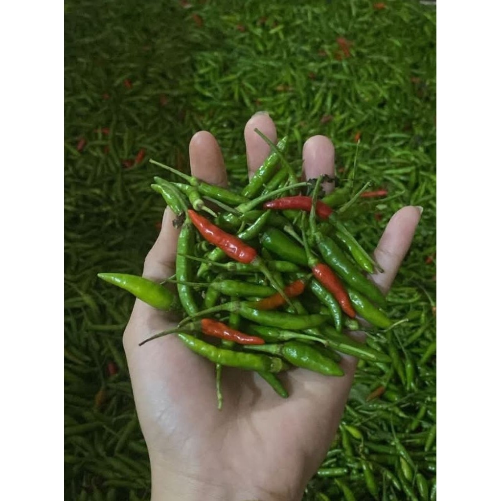 

Cabai Rawit Segar / Cabe Kecil Rawit Asli Kuningan
