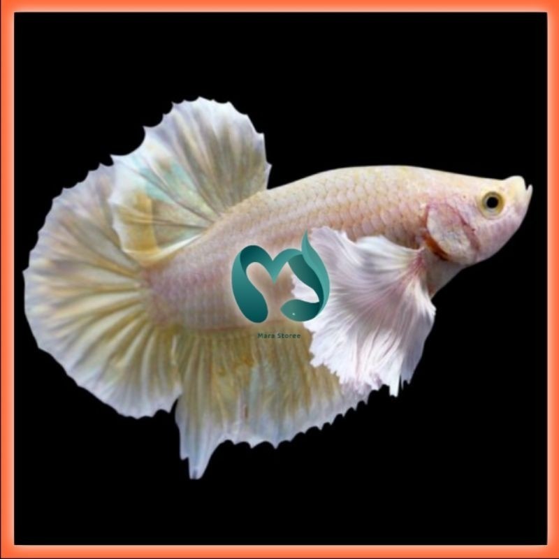 

stiker anomali CUPANG PLAKAT DUMBO EAR