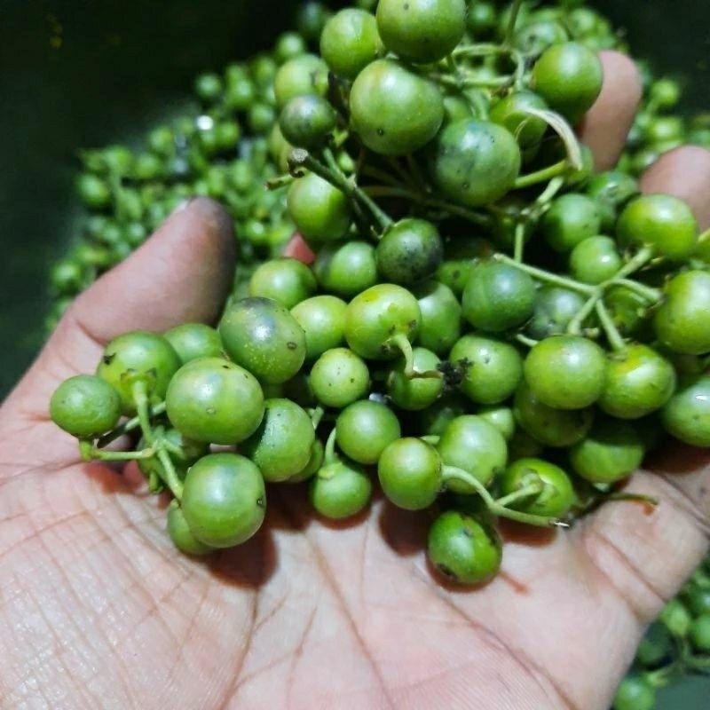 

Pokak / Takokak Terong Pokak 250 gram [KUALITAS EKSPOR]