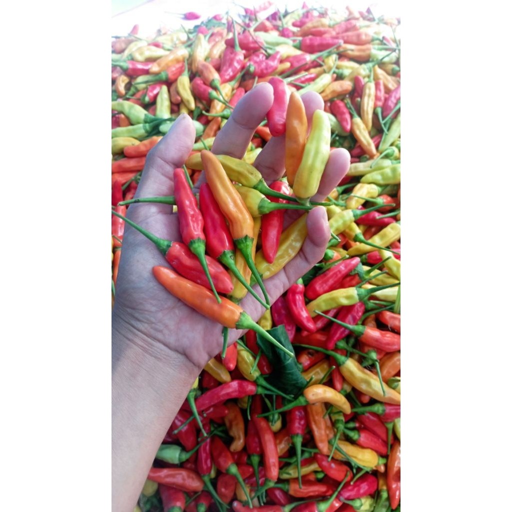 

CABAI RAWIT ORI 212 FRESH DARI PETANI 500 gram