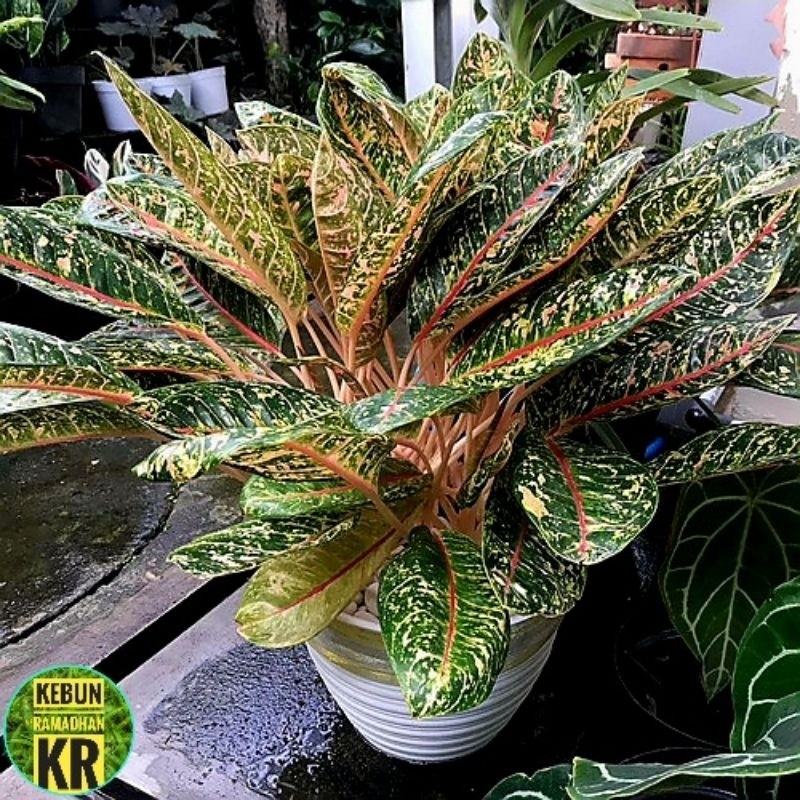 Tanaman Hias[BISA COD]Aglonema Dona Carmen Rimbun Dan besar Cocok Untuk Hiasan Ruangan