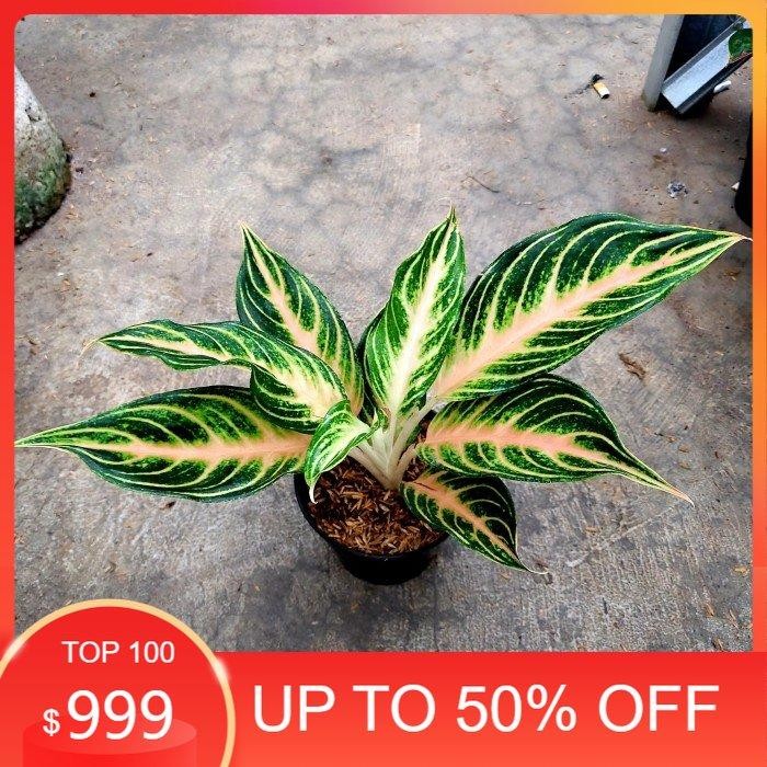 Aglonema Pink Sunset - Aglo - PROMO AGLONEMA MURAH