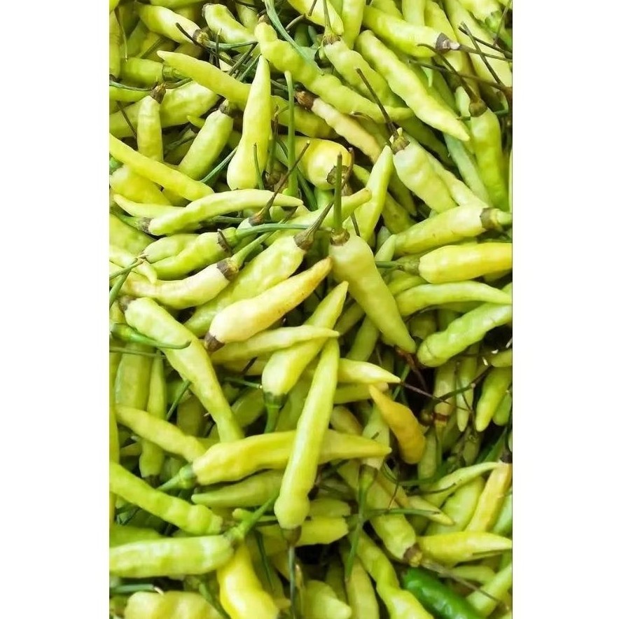 

CABE CAKRA CAMPURAN FRESH PETANI