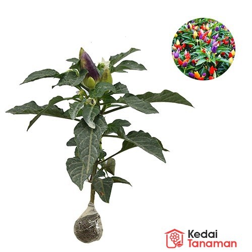 Tanaman Hidup Cabe Pelangi Berbuah - Cabe Pelangi - Cabe Pelangi Berbuah - Bibit Cabe Pelangi Berbua