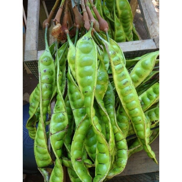 

Pete Super Duper Tua Segar, per papan isi 13-17 biji