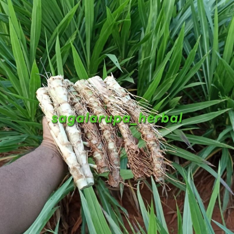 

BIBIT RUMPUT ODOT ORIGINAL 1 KG