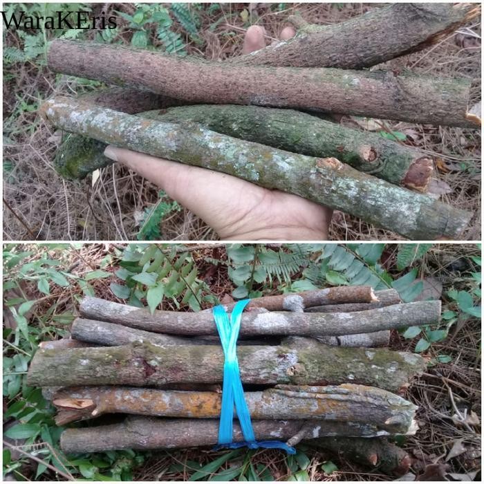 kayu bakar api unggun jenis ranting Pinus per 25 batang WR13