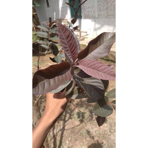 

Jambu Biji Daun Merah - Daun Jambu Australia