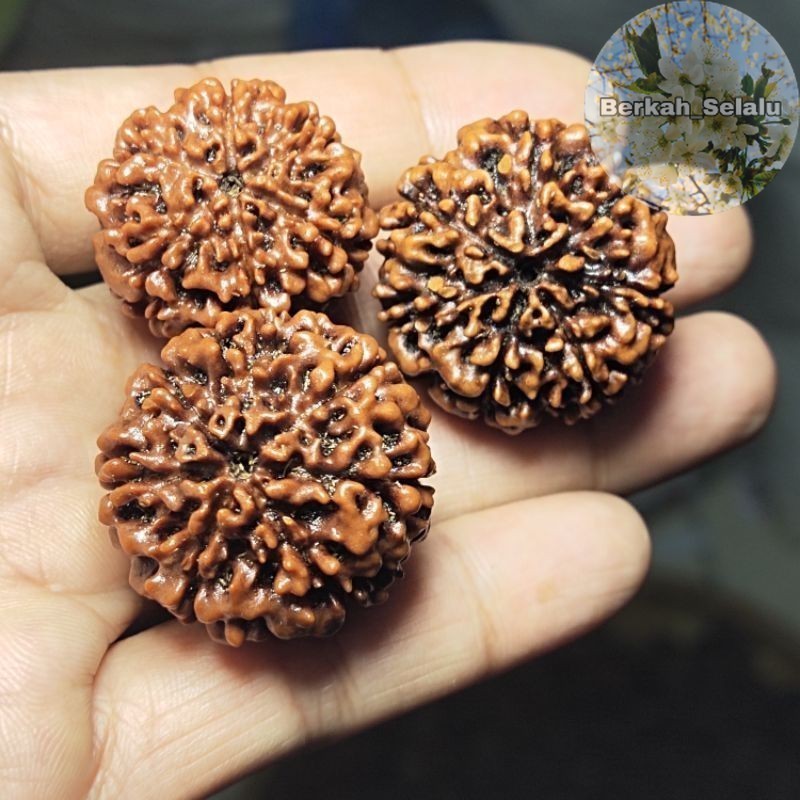 RUDRAKSHA JENITRI ORIGINAL RUDRAKSHA Berkah_Selalu