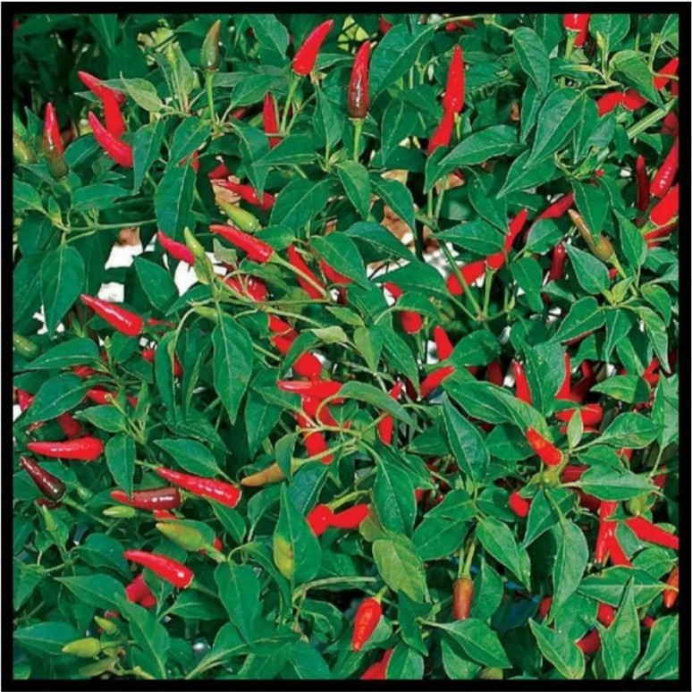 CABE BARA  20 Biji / Benih / bibit ( CABE BARA / CABAI RAWIT BARA UNGGUL )