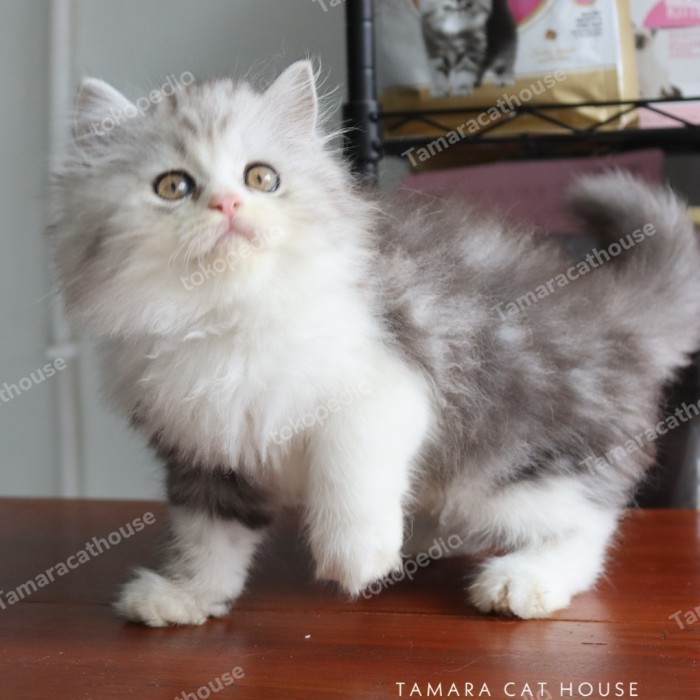 KUCING PERSIA HIMALAYA RAGDOLL MUNCHKIN SCOTTISH BSH BY TAMARA