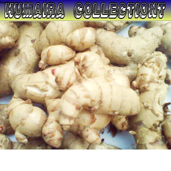 

KUNYIT PUTIH TEMU KUNIR Segar (curcuma zedoaria) 1Kg