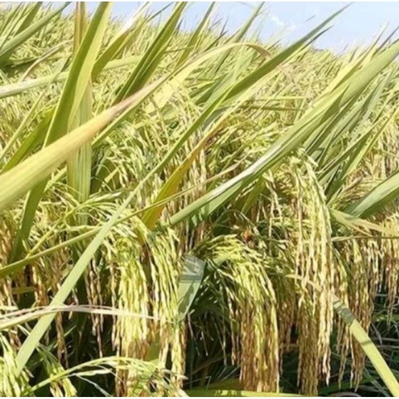 1 KG BENIH PADI CIHERANG SUPER