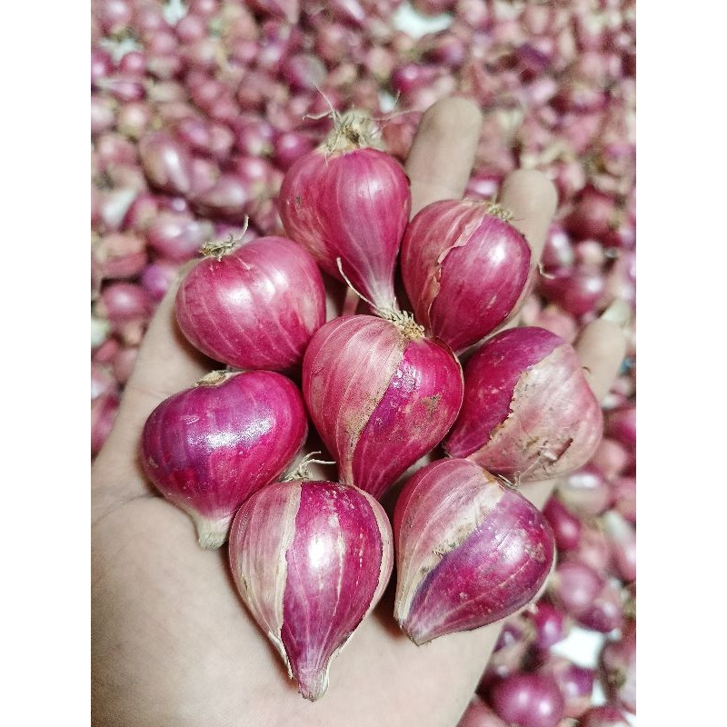 

Bawang merah besar 1/4 KG|berkualitas tinggi/bawang merah/asli nganjuk
