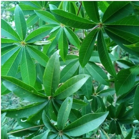 

Daun randu segera fresh 1 kg siap kirim