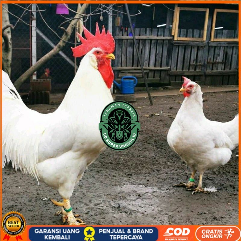

TELUR AYAM ELBA PETELUR UNTUK DI TETASKAN UD_SUPER_UNGGUL_ID
