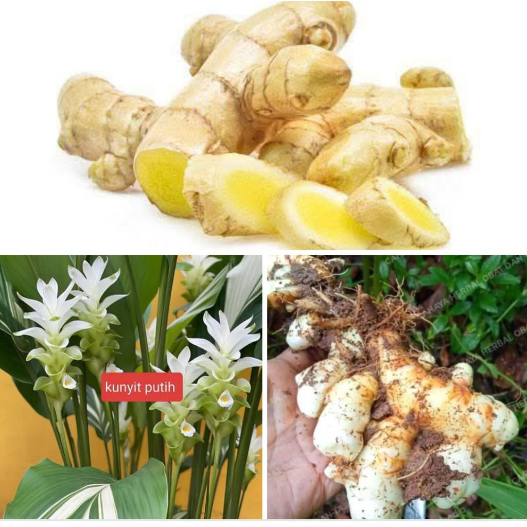 

kunyit putih koneng bodas temu putih