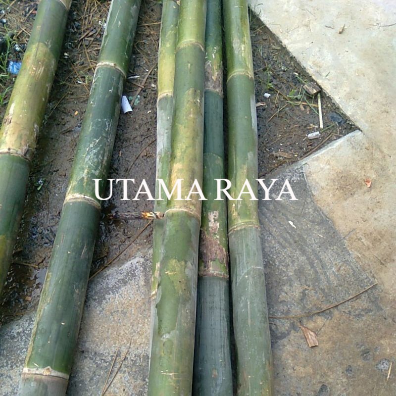 bambu gelondongan bambu apus bambu tali bambu untuk kerajinan bambu serbaguna BAMBU BAHAN PAGAR