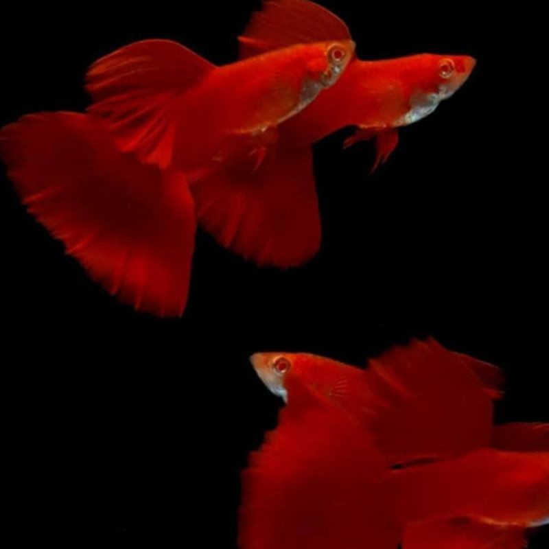 stiker hiasan aquarium ikan Guppy AFR big dorsal 2pcs sepasang