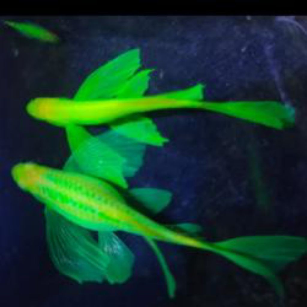 hobi Danio slayer hijau apel green metalic size L bahan induk - Danio slayer - Danio hijau slayer me