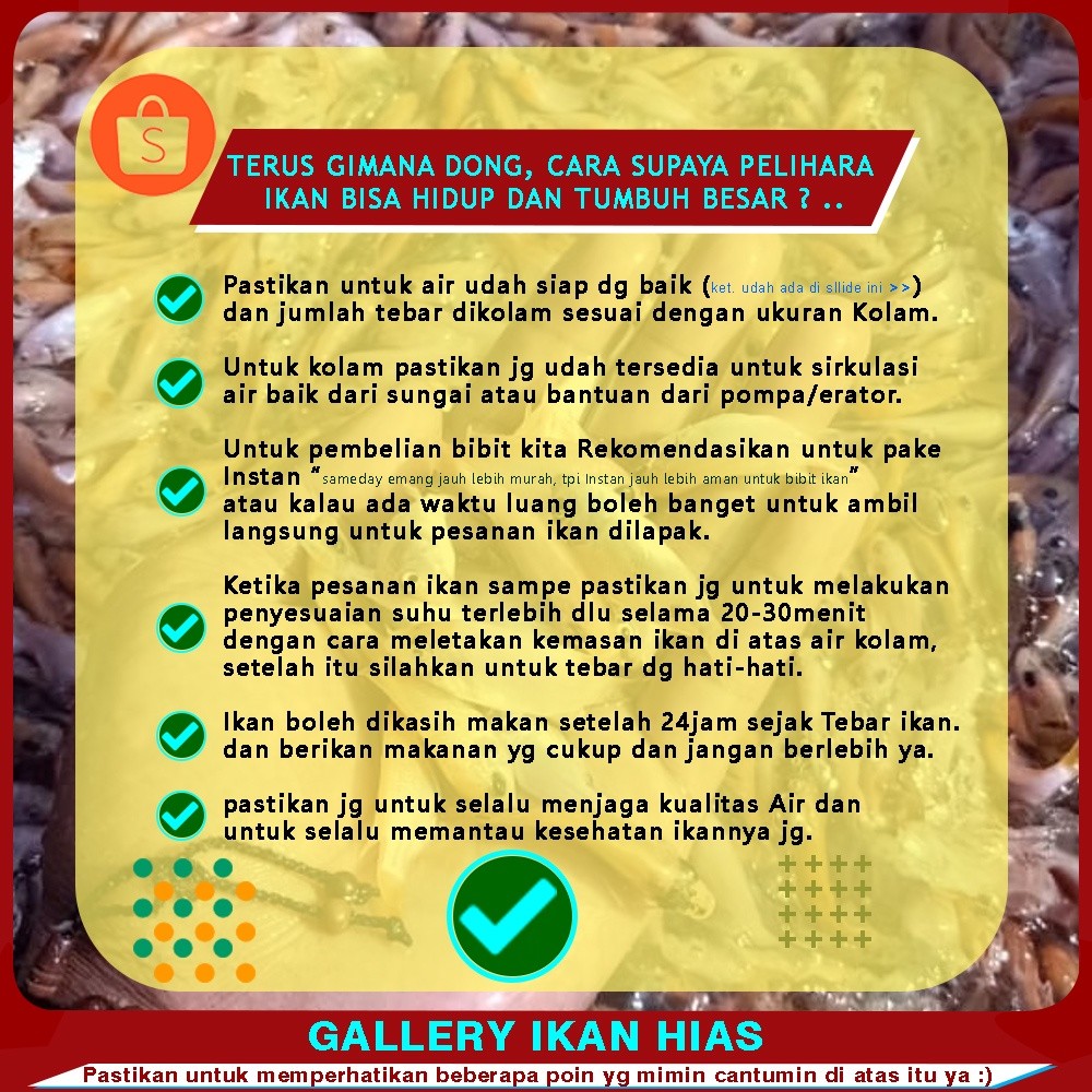 Hiasan (Langsung Dari Petani) Paket 50ekor Bibit Nila Merah Murah Bogor Depok | benih nila merah 4-5