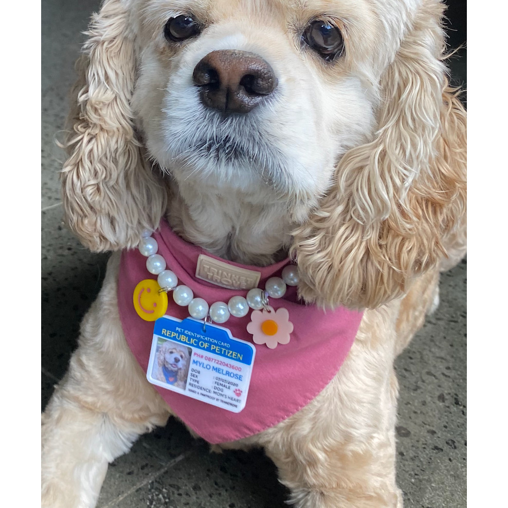 PET ID | KTP HEWAN | DOG CHARM | CAT CHARM