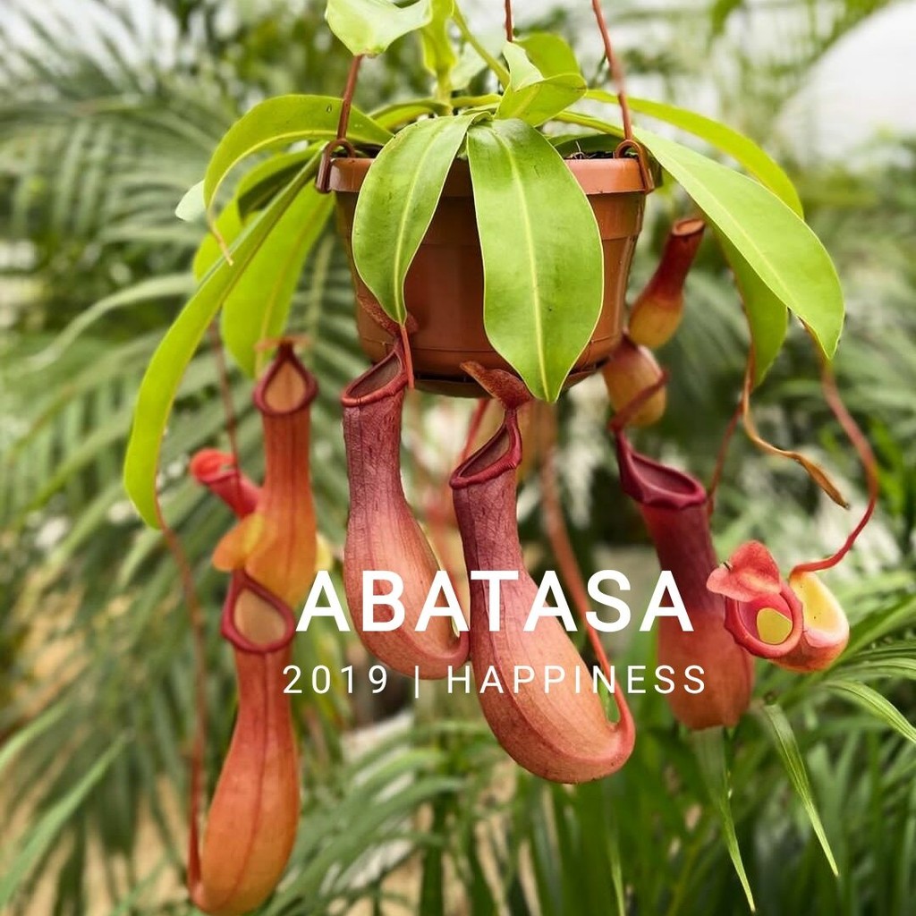 Kantong Semar Tanaman Karnivora - Nepenthes andrianii