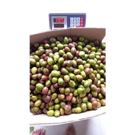 

BUAH MATOA (500gr)