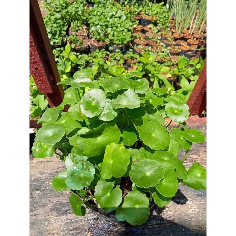 tanaman pegagan air / Tanaman hias air indoor/outdoor