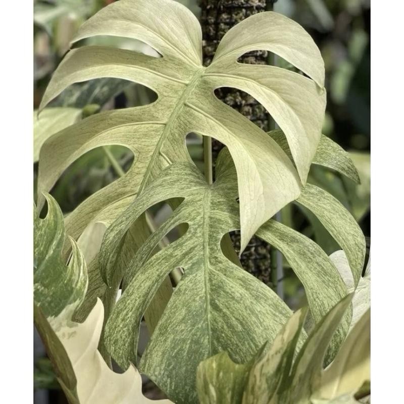 Promo bibit bonggol monstera marilyn mint variegata terbaik monstera variegata mint